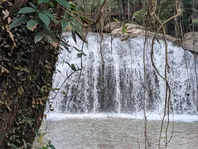Jungle Waterfall